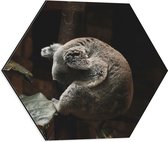 WallClassics - Dibond Hexagon - Slapende Koala - 50x43.5 cm Foto op Hexagon (Met Ophangsysteem)