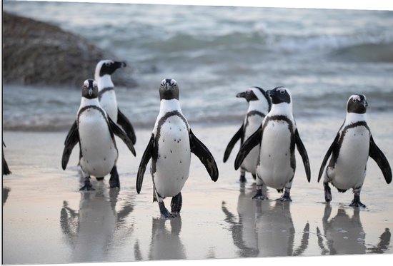 WallClassics - Dibond - Waggelende Pinguïns op het Strand - 120x80 cm Foto op Aluminium (Met Ophangsysteem)