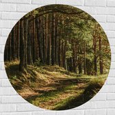 WallClassics - Muursticker Cercle - Belle Lumière du Soleil dans la Forêt - 100x100 cm Photo sur Muursticker