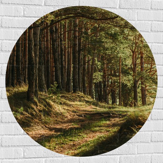 WallClassics - Muursticker Cercle - Belle Lumière du Soleil dans la Forêt - 100x100 cm Photo sur Muursticker