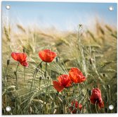 WallClassics - Tuinposter – Rode Klaprozen in het Gras - 50x50 cm Foto op Tuinposter  (wanddecoratie voor buiten en binnen)
