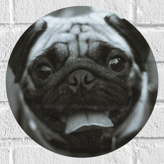 WallClassics - Muursticker Cirkel - Lachende Pug / Mopshond - 30x30 cm Foto op Muursticker