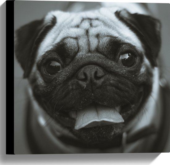 WallClassics - Canvas  - Lachende Pug / Mopshond - 40x40 cm Foto op Canvas Schilderij (Wanddecoratie op Canvas)