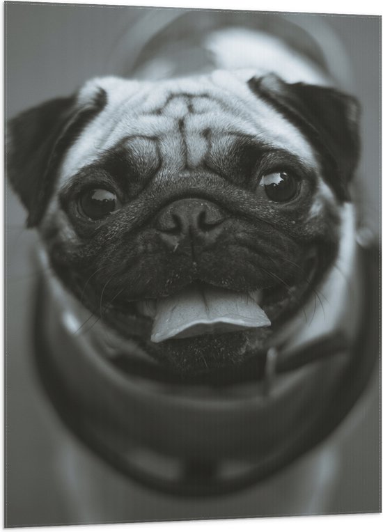 WallClassics - Vlag - Lachende Pug / Mopshond - 70x105 cm Foto op Polyester Vlag