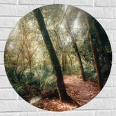 WallClassics - Muursticker Cercle - Chemin Forestier dans une Forêt Tropicale - 70x70 cm Photo sur Muursticker