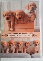 Hartelijk gefeliciteerd! Een grappige kaart met lieve hondjes op een rij. Een leuke kaart om zo te geven of om bij een cadeau te voegen. Een dubbele wenskaart inclusief envelop en in folie verpakt.