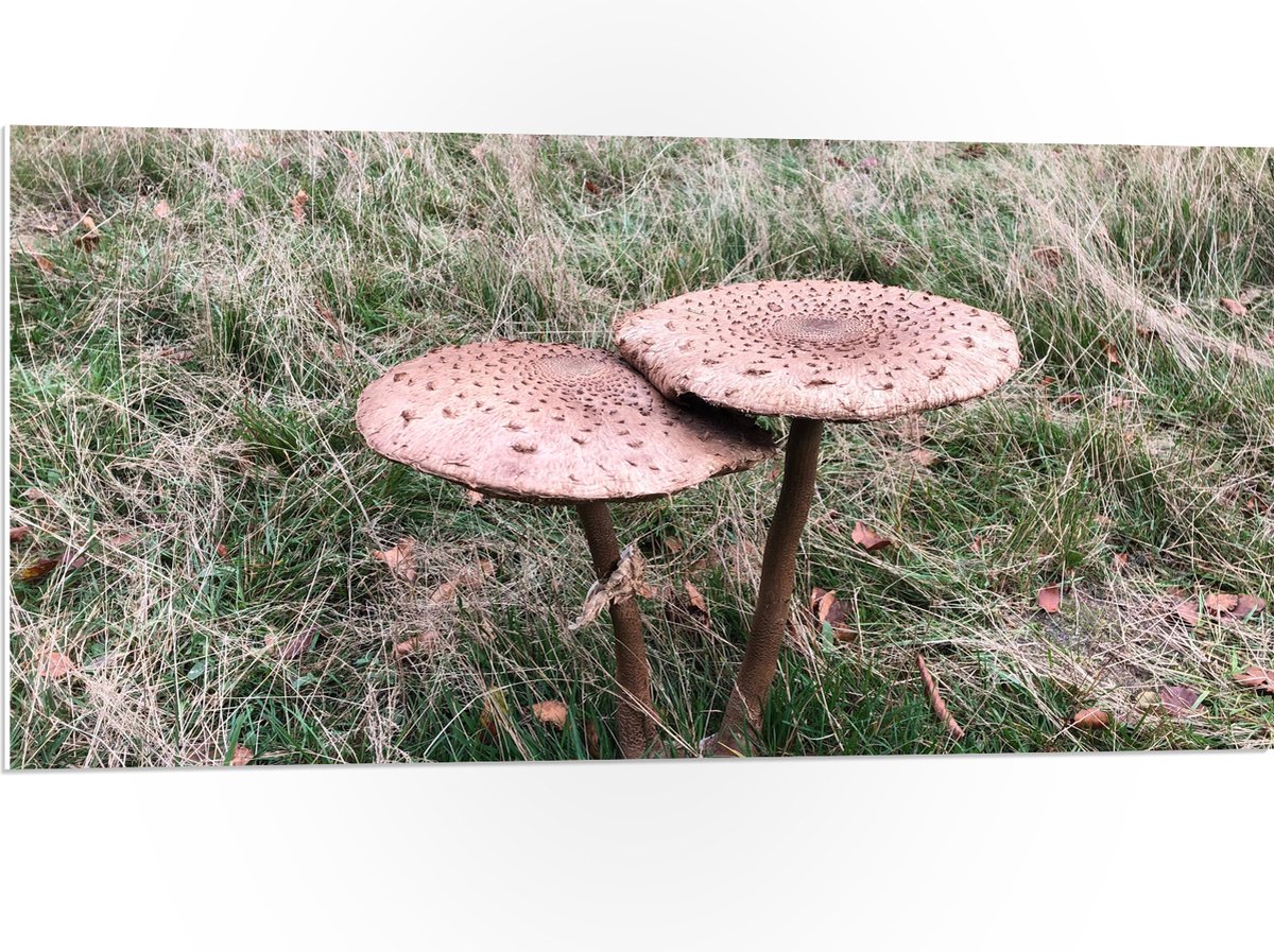 PVC Schuimplaat - Twee Grote Parasolzwam Paddenstoelen - 100x50 cm Foto op PVC Schuimplaat (Met Ophangsysteem)