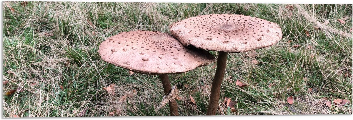Acrylglas - Twee Grote Parasolzwam Paddenstoelen - 90x30 cm Foto op Acrylglas (Wanddecoratie op Acrylaat)
