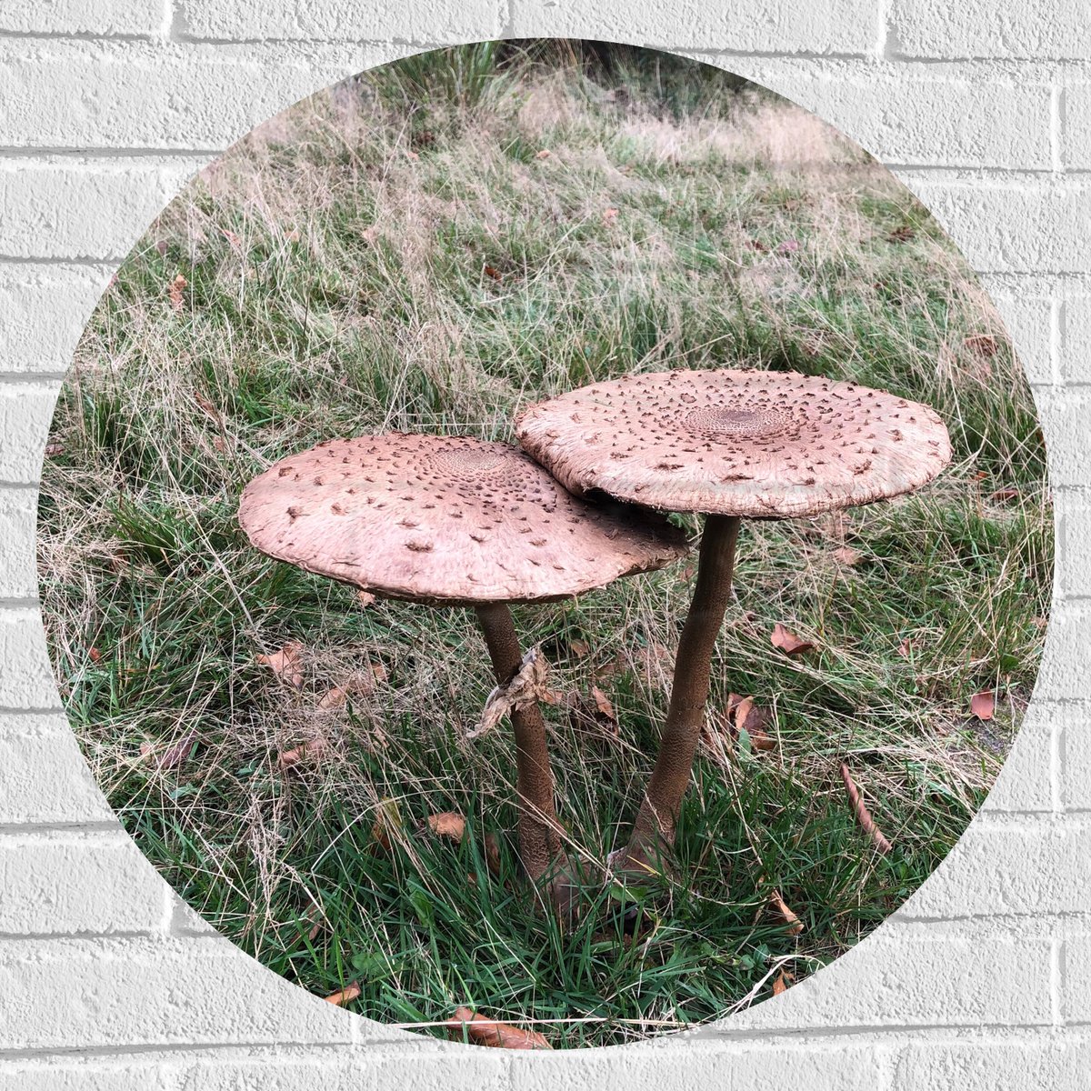 Muursticker Cirkel - Twee Grote Parasolzwam Paddenstoelen - 70x70 cm Foto op Muursticker