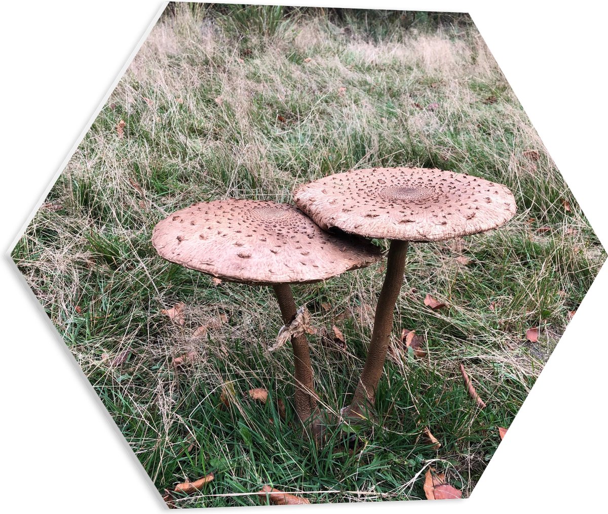 PVC Schuimplaat Hexagon - Twee Grote Parasolzwam Paddenstoelen - 50x43.5 cm Foto op Hexago