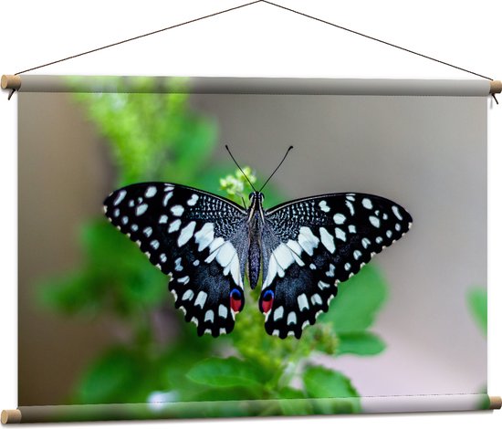 WallClassics - Affiche textile - Peau Zwart / Witte sur une branche - 90x60 cm Photo sur textile