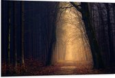 WallClassics - Dibond - Mysterieus licht in Duister Bos - 105x70 cm Foto op Aluminium (Wanddecoratie van metaal)