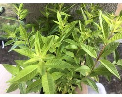 6 x Aloysia Triphylla (= LIPPIA) - Citroenverbena pot 9x9cm