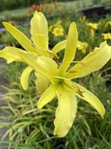 6 x Hemerocallis altissima - Daglelie - P9 Pot (9 x 9cm) - Dima Vaste Planten