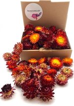 Gedroogde strobloemen Rood (40 gram)