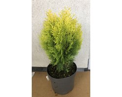 Thuja orientalis 'Aurea Nana' - 25-30 cm - OOSTERSE LEVENSBOOM - Conifeer