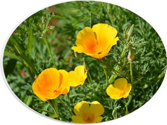 WallClassics - PVC Schuimplaat Ovaal - Gele Bloemen in het Gras - 28x21 cm Foto op Ovaal  (Met Ophangsysteem)