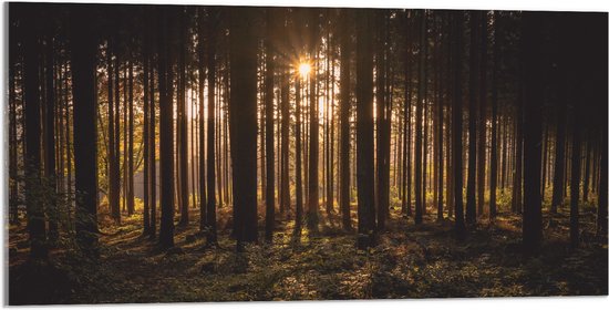 WallClassics - Acrylglas - Ondergaande Zon tussen de Bomen - 100x50 cm Foto op Acrylglas (Met Ophangsysteem)