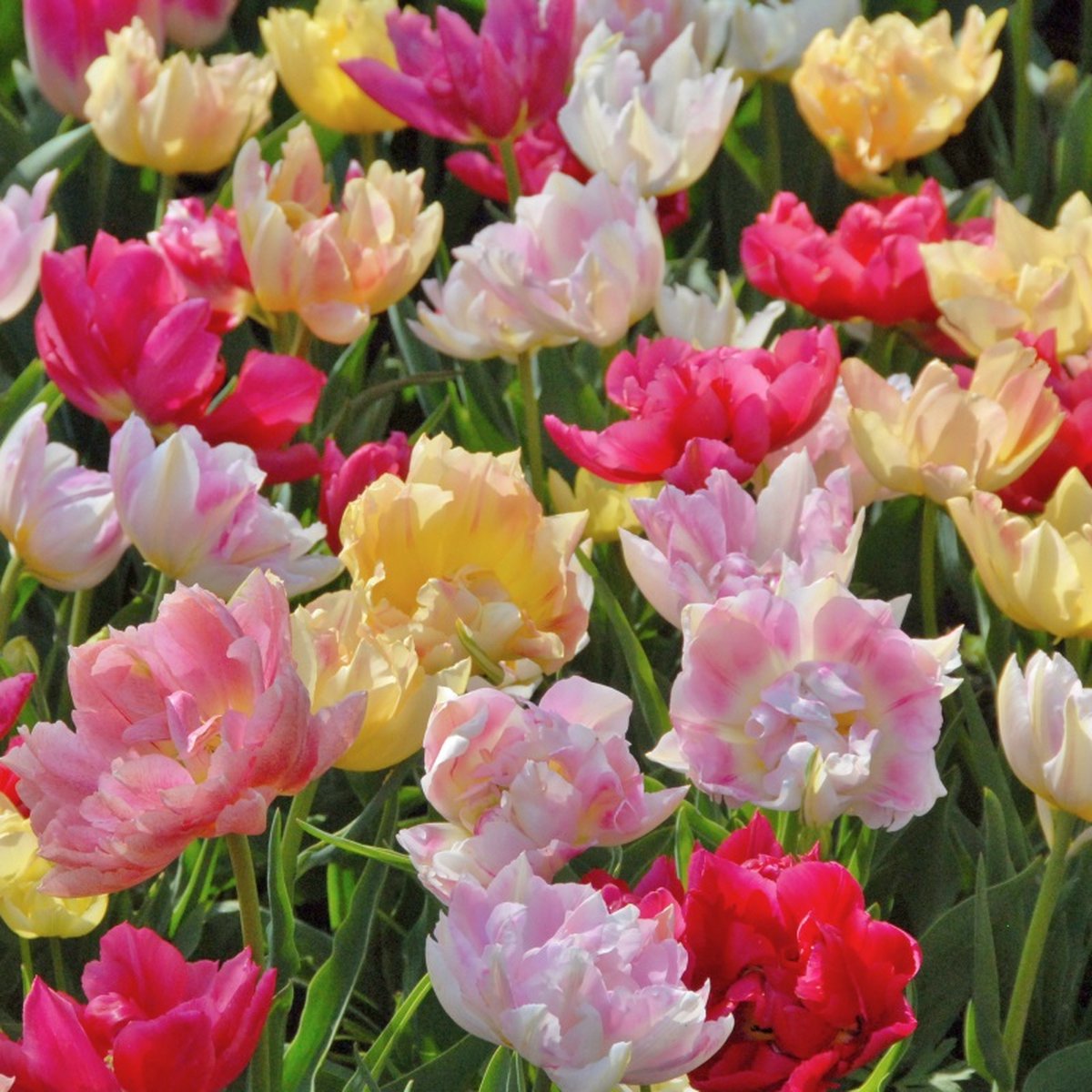 Dubbele Tulpen Mix Best Friends | 10 stuks | Dubbel laat