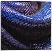 WallClassics - Dibond - Blauw Paarse Slangenhuid - 50x50 cm Foto op Aluminium (Met Ophangsysteem)