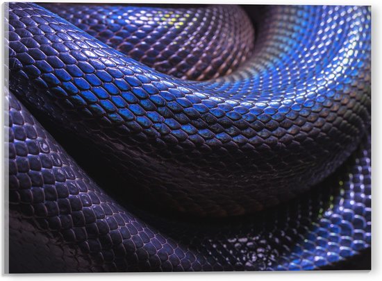 WallClassics - Acrylglas - Blauw Paarse Slangenhuid - 40x30 cm Foto op Acrylglas (Met Ophangsysteem)