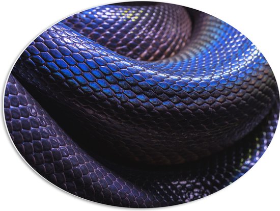 WallClassics - PVC Schuimplaat Ovaal - Blauw Paarse Slangenhuid - 68x51 cm Foto op Ovaal  (Met Ophangsysteem)