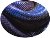 WallClassics - Dibond Ovaal - Blauw Paarse Slangenhuid - 80x60 cm Foto op Ovaal (Met Ophangsysteem)