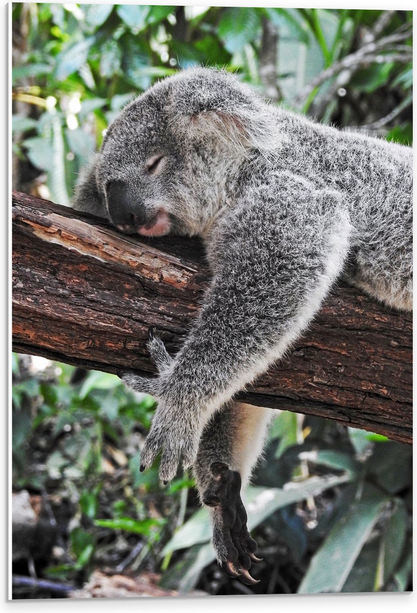 PVC Schuimplaat- Luie Koala op een Boomstam - 40x60 cm Foto op PVC Schuimplaat