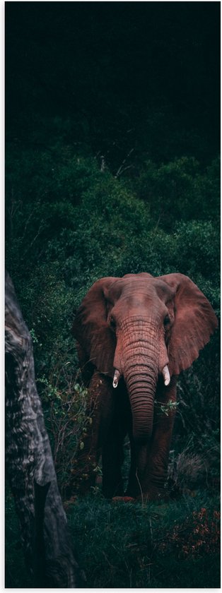 WallClassics - Poster (Mat) - Olifant in de Jungle - 30x90 cm Foto op ...