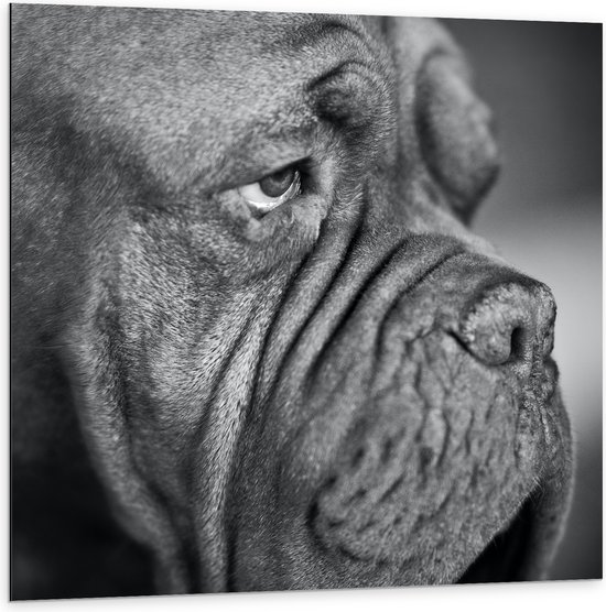 WallClassics - Dibond - Bordeaux hond Zwart / Wit - 100x100 cm Foto op Aluminium (Met Ophangsysteem)