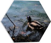 WallClassics - PVC Schuimplaat Hexagon  - Eendje Zwemmend in het Water - 40x34.8 cm Foto op Hexagon (Met Ophangsysteem)