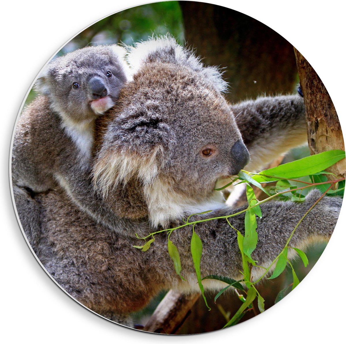 PVC Schuimplaat Muurcirkel - Koala met Baby op de Rug - 40x40 cm Foto op Muurcirkel (met ophangsysteem)