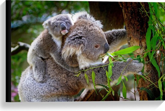 WallClassics - Canvas  - Koala met Baby op de Rug - 60x40 cm Foto op Canvas Schilderij (Wanddecoratie op Canvas)