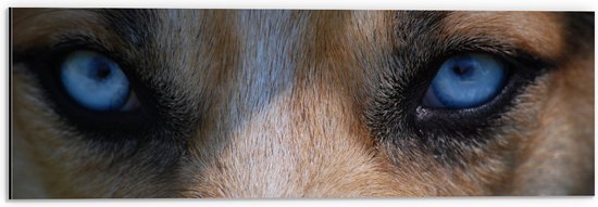 WallClassics - Dibond - Blauwe Ogen van een Hond - 60x20 cm Foto op Aluminium (Wanddecoratie van metaal)