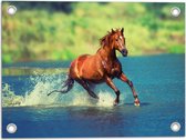 WallClassics - Poster de jardin - Cheval brun court dans l' Water - 40x30 cm Photo sur Poster de jardin (décoration murale pour l'extérieur et l'intérieur)