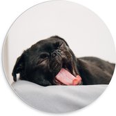 WallClassics - PVC Schuimplaat Muurcirkel - Gapende Zwarte Pug - 30x30 cm Foto op Muurcirkel (met ophangsysteem)