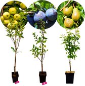 Set de 3 arbres fruitiers – 1 Pommier, 1 Poirier, 1 Prunier – Hauteur +100cm – Pot 5 Litres – Mix C