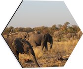 WallClassics - Dibond Hexagon - Kudde Afrikaanse Olifanten - 30x26.1 cm Foto op Hexagon (Met Ophangsysteem)