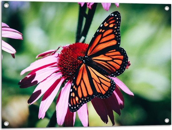 WallClassics - Tuinposter – Oranje met Zwarte Vlinder op Roze Bloem - 80x60 cm Foto op Tuinposter  (wanddecoratie voor buiten en binnen)