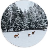 WallClassics - PVC Schuimplaat Muurcirkel - Herten Wandelend in de Sneeuw - 70x70 cm Foto op Muurcirkel (met ophangsysteem)