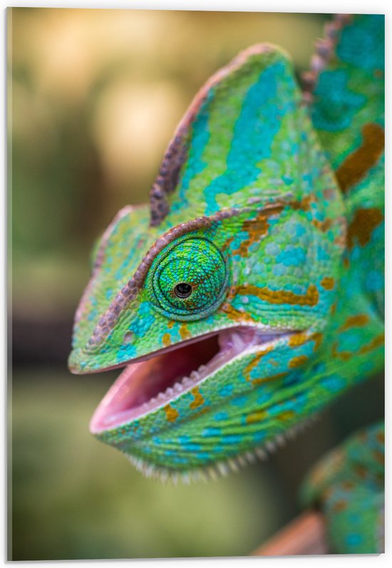 WallClassics - Acrylglas - Groene Kameleon - 40x60 cm Foto op Acrylglas (Met Ophangsysteem)