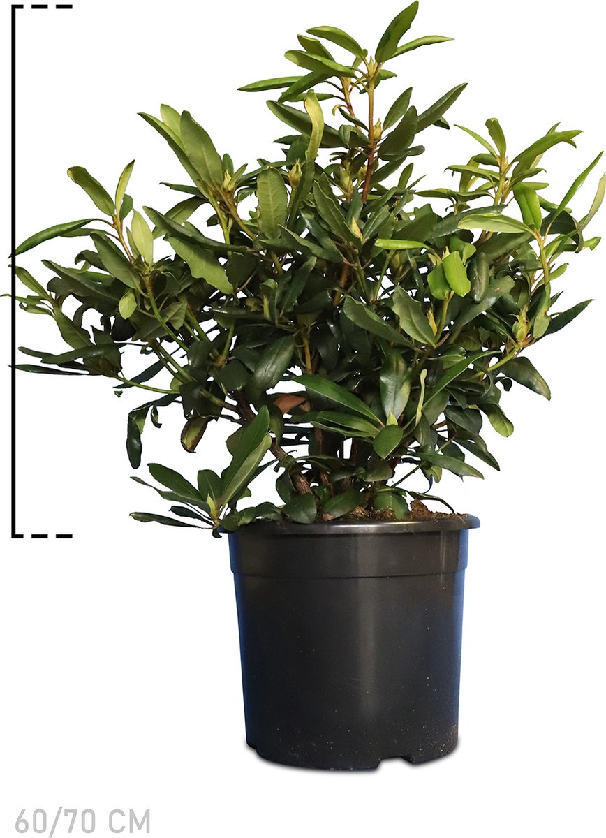Plants Online - Haagplanten - Rhododendron 'Marcel Menard' - Pot 60-70 cm - set van 10 - Bloeiende plant - Groeit breed uit - Wintergroen - Zeer winterhard