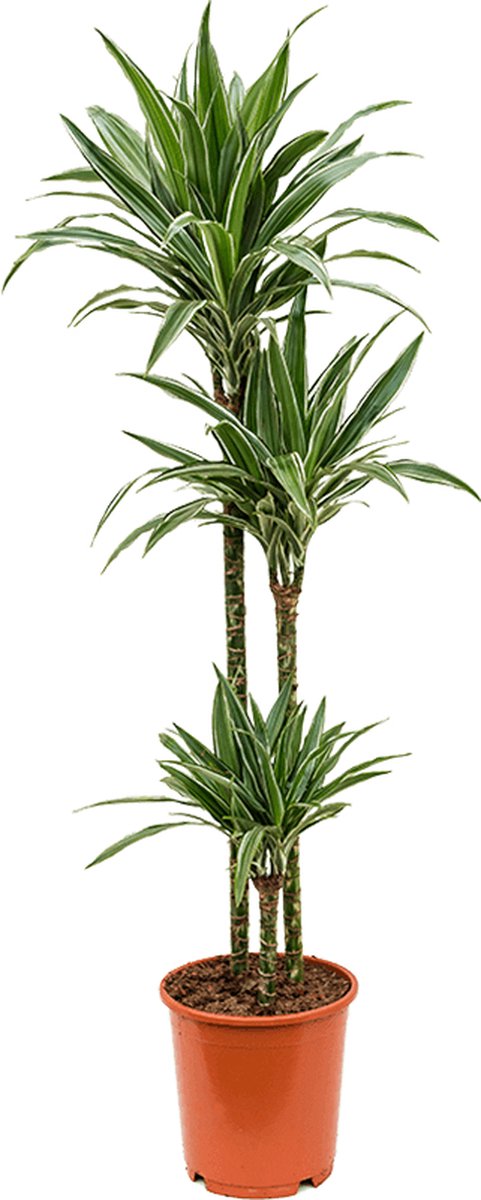 Dracaena deremensis M kamerplant