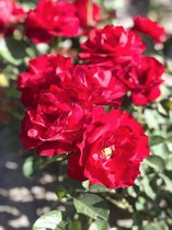 Rosa 'Lilli Marleen' - Roos in pot