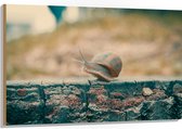 WallClassics - Hout - Slak op Houten Balk - 120x80 cm - 12 mm dik - Foto op Hout (Met Ophangsysteem)