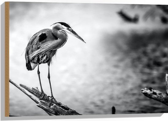 WallClassics - Canvas - Vliegende Reiger Door De Lucht Met Grote Vleugels 40x40 Cm Foto Op Canvas Schilderij
