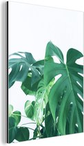 Wanddecoratie Metaal - Aluminium Schilderij Industrieel - Enorme botanische bladeren van de gatenplant op een witte achtergrond - 120x160 cm - Dibond - Foto op aluminium - Industriële muurdecoratie - Voor de woonkamer/slaapkamer