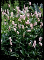 Adderwortel (Persicaria bistorta) - Vijverplant - 3 losse planten - Om zelf op te potten - Vijverplanten Webshop