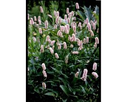 Adderwortel (Persicaria bistorta) - Vijverplant - 3 losse planten - Om zelf op te potten - Vijverplanten Webshop