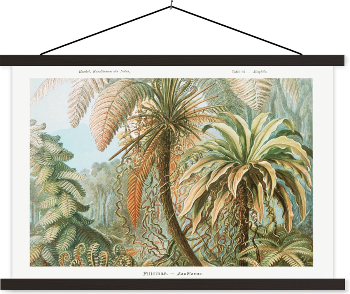 Wanddecoratie van Ernst Haeckel bestellen